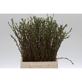 Freshy Prunus Comet Bio