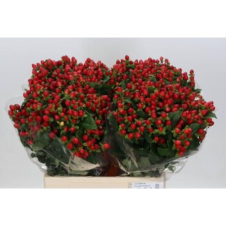 Freshy Hypericum Mag Triumph