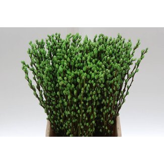 Freshy Salix Katjes 50cm Col Creme