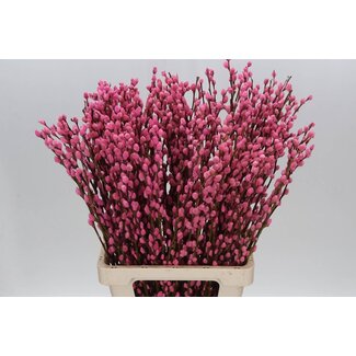 Freshy Salix Katjes Col Pink