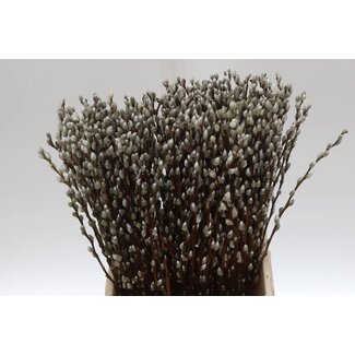 Freshy Salix Katjes 50cm