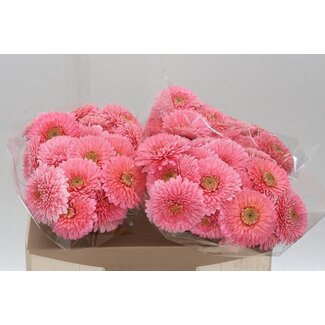 Freshy Germini. Aqua Pomponi Piggy x20