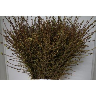 Freshy Forsythia I Spectabilis