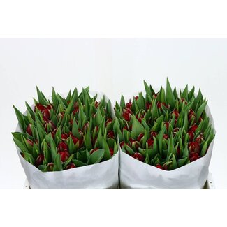 Freshy Tulp dubbel Red Princess