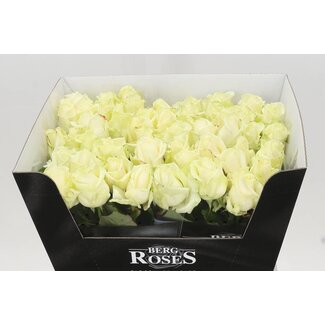 Freshy Rosa Avalanche Bergenia