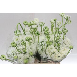 Freshy Ranunculus Ponpon L x25 Iglo