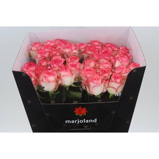 Freshy Rosa Jumilia X L