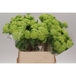 Freshy Sneeuwbal 2 Kop