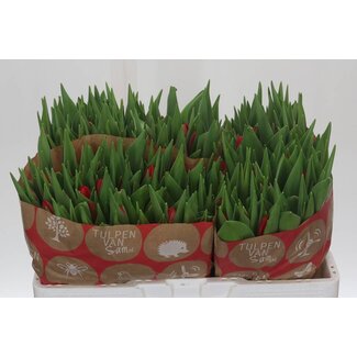 Freshy Tulp enkel Rescue