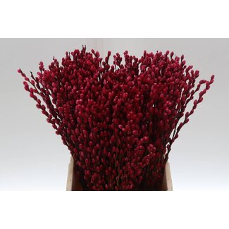 Freshy Salix Katjes 50cm Col Cerise