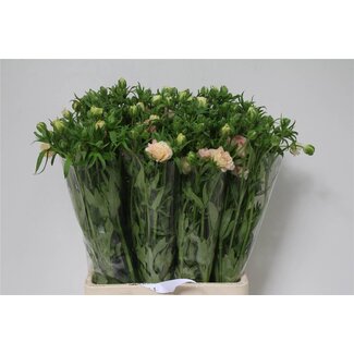 Freshy Ranunculus B Magical Mascarpone