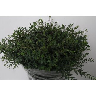 Freshy Eucalyptus Parvi 400gr (p. bos)