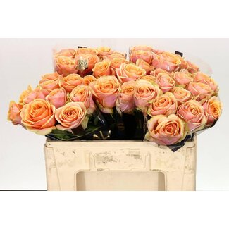 Freshy Rosa Dividend