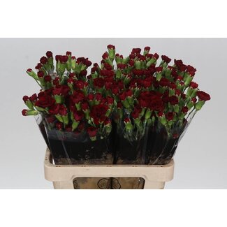 Freshy Trosanjer Chateau