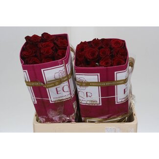 Freshy R Eq Explorer