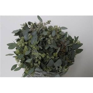 Freshy Eucalyptus Populus Bes 300gr (p. bos)