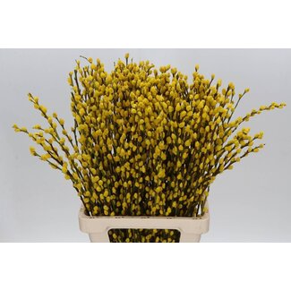 Freshy Salix Katjes Col Creme