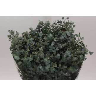 Freshy Eucalyptus Gunny 300gr (p. bos)