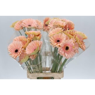 Freshy Gerbera * 65 Cm Alliance X10