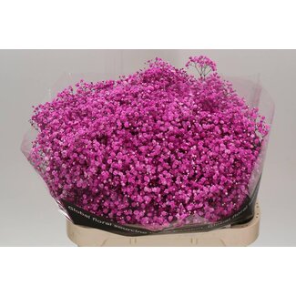 Freshy Gyps Kleurbehandeld Hot Pink