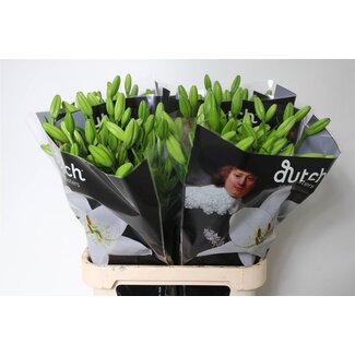 Freshy Lelie Longi x Aziatic Aqua Eyeliner