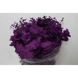 Freshy Eucalyptus Cinerea Col Purple 200gr (p. bos)