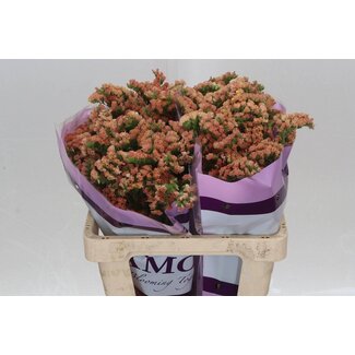 Freshy Limonium S Royal Orange