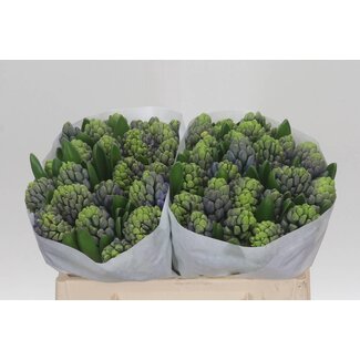 Freshy Hyacinth Delft Blue