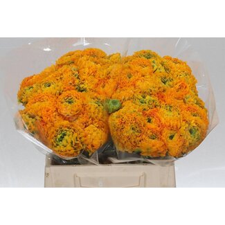Freshy Ranunculus Ponpon L x25 Merlino