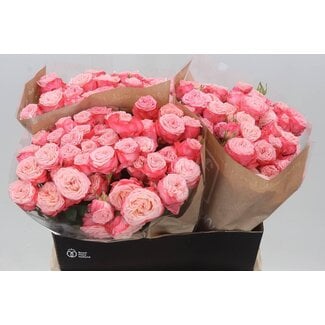 Freshy R tros First Date