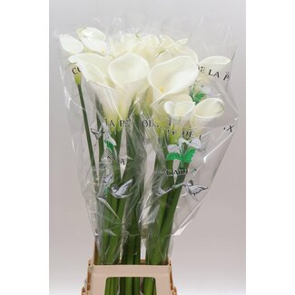 Freshy Zantedeschia Ae Colombe Paix