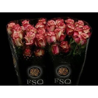 Freshy Grootbloemige Roos “Paloma” | Kleur: Roze | Lengte ± 40 centimeter | Herkomst Ecuador | Per 20 stelen