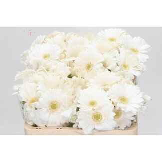 Freshy Germini. Aqua Lobby x20