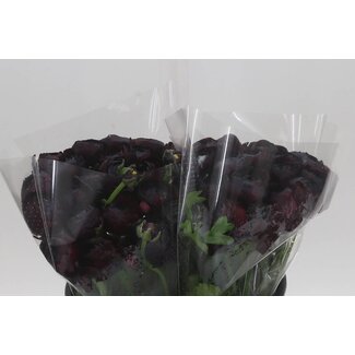 Freshy Ranunculus Cloony Xxl x25 Nerone