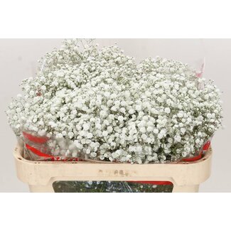 Freshy Gyps Pa Xlence