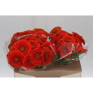 Freshy Germini. Aqua Pomponi Fozzie x20