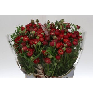 Freshy Ranunculus Elegance Red