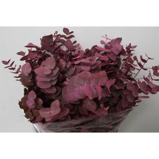 Freshy Eucalyptus Cinerea Col Pink 200gr (p. bos)