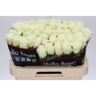 Freshy Rosa Mont Royal