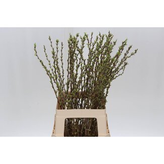 Freshy Prunus Comet Bio