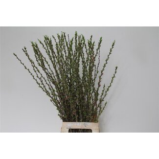 Freshy Prunus Comet Bio