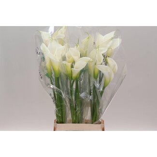 Freshy Zantedeschia Ae Colombe Paix