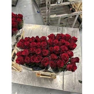 Freshy R Eq Explorer X10