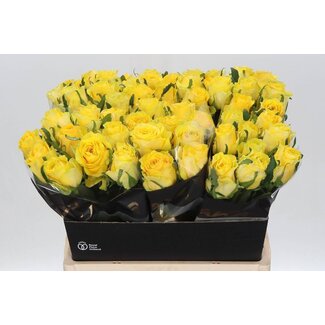 Freshy Rosa Golden Smile