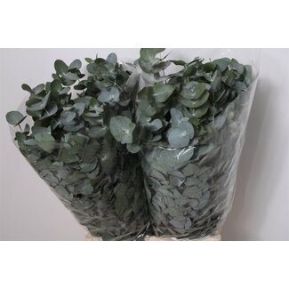 Freshy Eucalyptus Cinerea 200gr (p. bos)