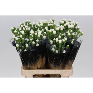 Freshy Trosanjer Ibis