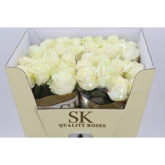 Freshy Rosa Avalanche Koene White