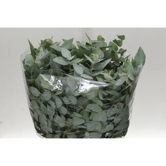 Freshy Eucalyptus Cinerea | Kleur: Groen | Lengte ± 55 centimeter | Gewicht 150 gram per bos | Per 5 bossen