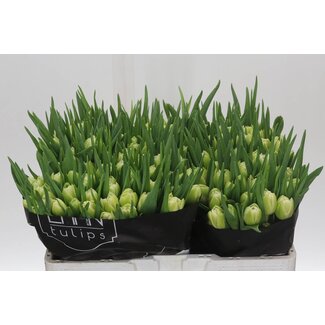 Freshy Tulp dubbel Avant Garde