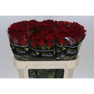 Freshy Rosa Monte Carlo